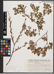 Salix aurita L. x Salix starkeana Willd.